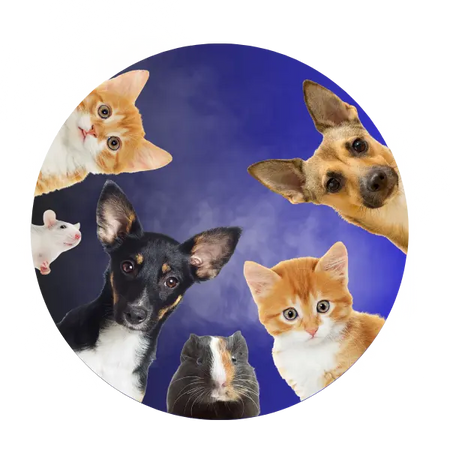 Pets Tangorila