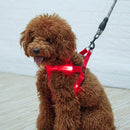 Coleira Luminosa para Cachorro - PetSafe Light - Tangorila