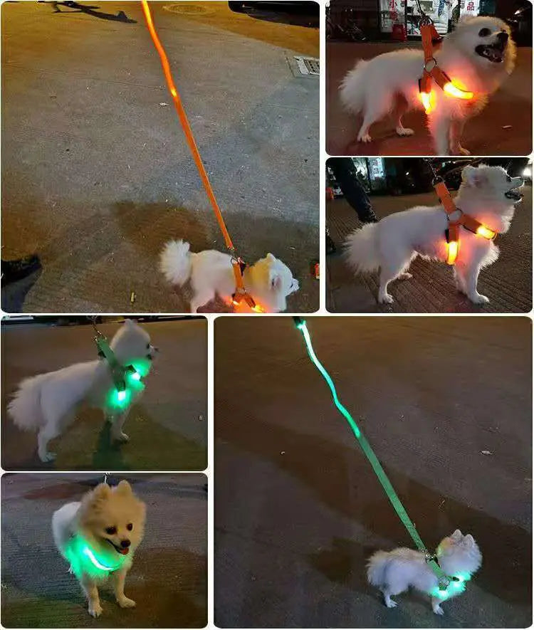 Coleira LED para Cães Tangorila