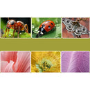 Microscópio Infantil Tangorila