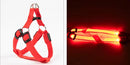 Coleira Luminosa para Cachorro - PetSafe Light Tangorila